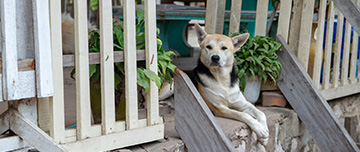 Un chien installé sur le perron - MACSF