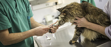 Un vétérinaire fait une injection à un chat - MACSF