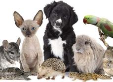 Animaux de compagnie : êtes-vous (vraiment) bien assuré ?