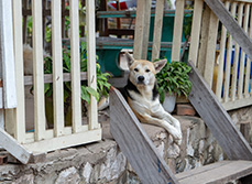Un chien installé sur le perron - MACSF