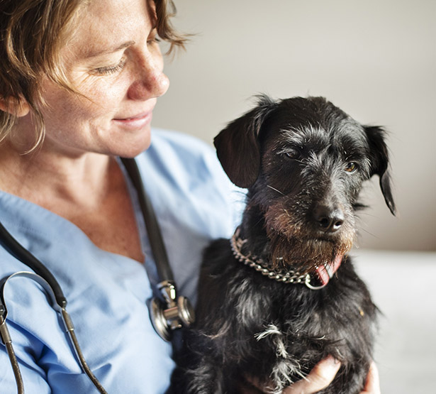 Une femme vétérinaire porte un chien - MACSF