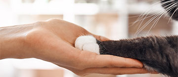 Une femme tenant la patte d'un chat - MACSF