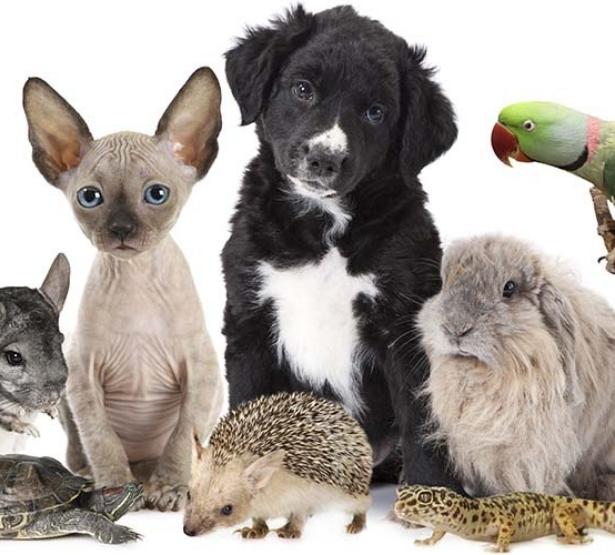 Animaux de compagnie : êtes-vous (vraiment) bien assuré ?