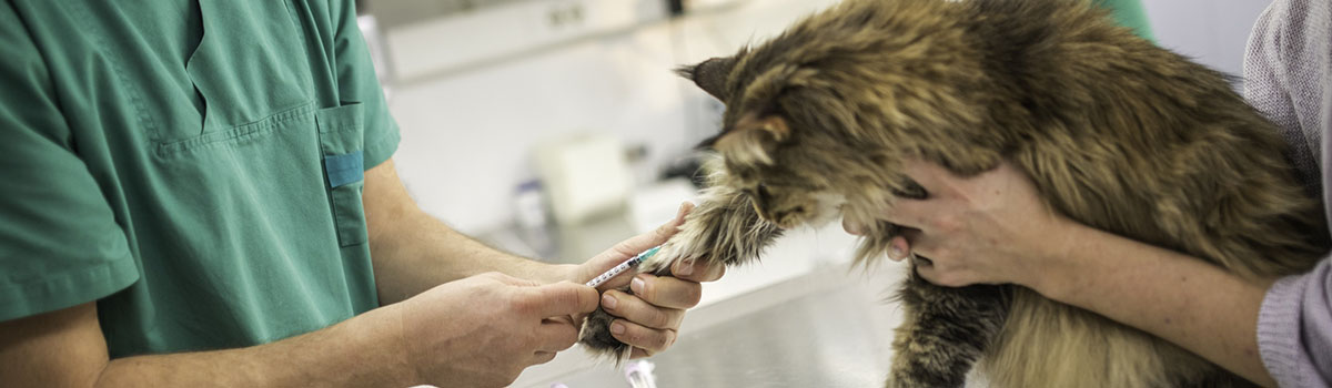 Un vétérinaire fait une injection à un chat - MACSF