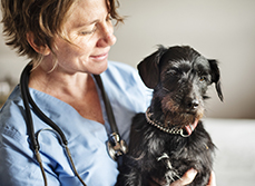 Une femme vétérinaire porte un chien - MACSF