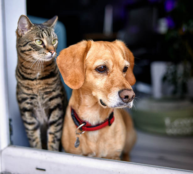 Un chat et un chien regardent par la fenêtre - MACSF