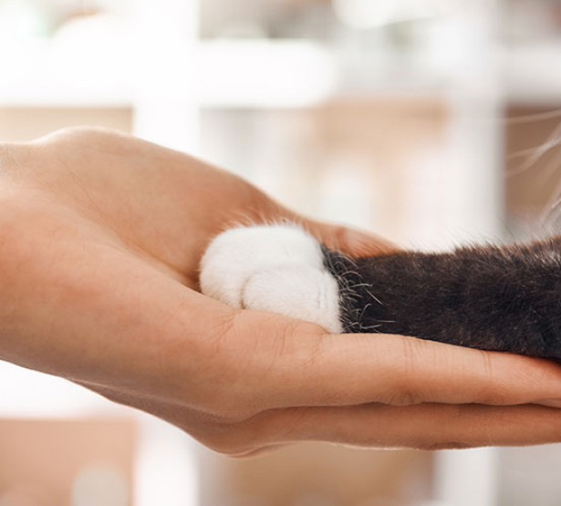 Une femme tenant la patte d'un chat - MACSF