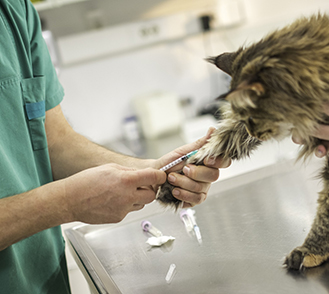 Un vétérinaire fait une injection à un chat - MACSF