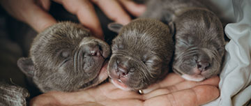 Chiots American Bully - MACSF