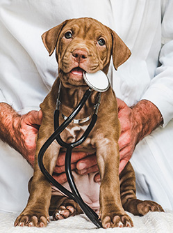 Un jeune chiot avec un stéthoscope dans la gueule, tenu par un vétérinaire - MACSF