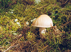 Un champignon dans la forêt | MACSF