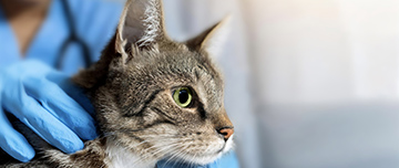 Un chat de profil se fait ausculter par un vétérinaire en arrière plan - MACSF