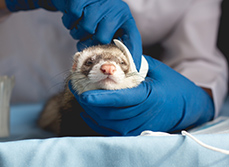 Un vétérinaire nettoie l'oreille d'un furet - MACSF
