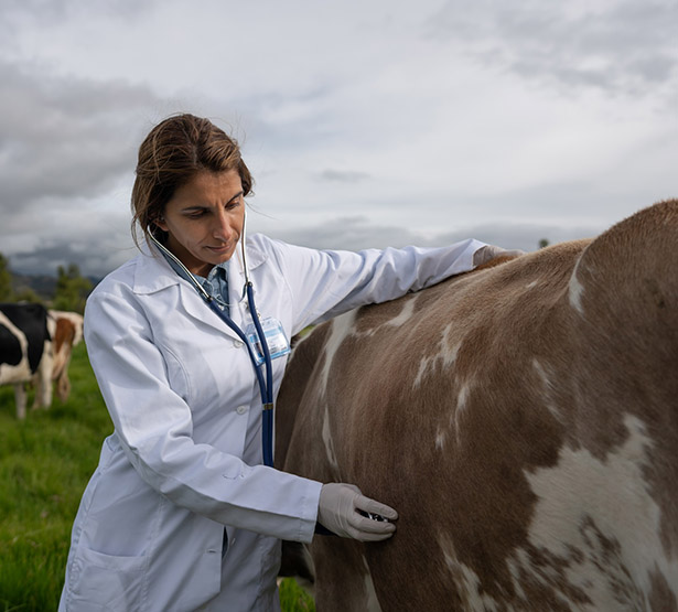 Une vétérinaire ausculte une vache dans un pré - MACSF