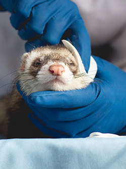 Un vétérinaire nettoie l'oreille d'un furet - MACSF