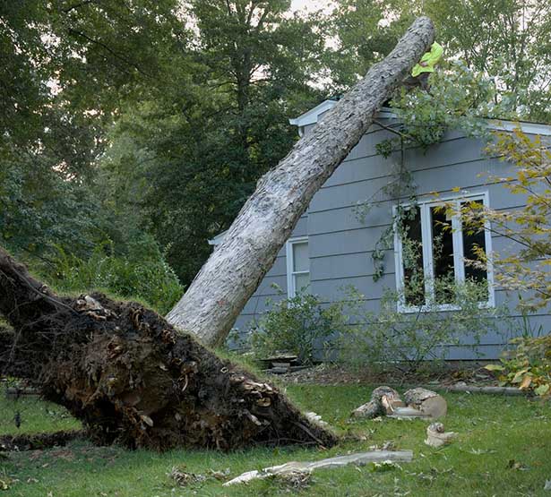 Un arbre déraciné tombé sur une maison - MACSF
