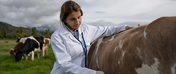Une vétérinaire ausculte une vache dans un pré - MACSF