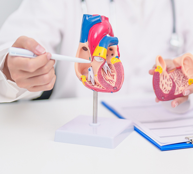 Un médecin montre avec un stylo les différentes parties d'une maquette de coeur humain posée sur le bureau - MACSF