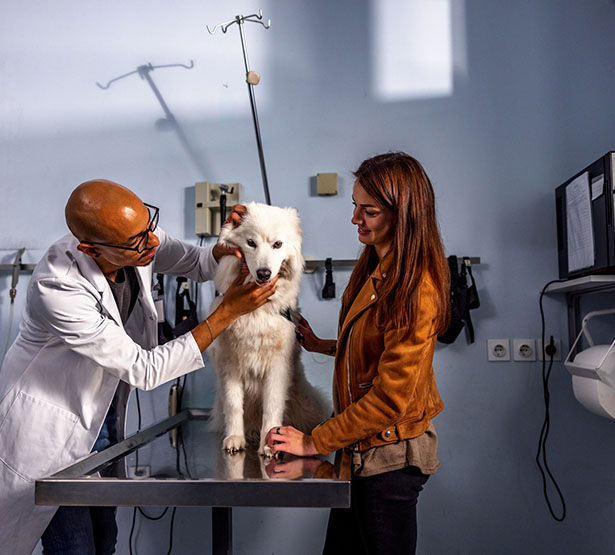 Un vétérinaire examine un chien en présence de sa propriétaire - MACSF