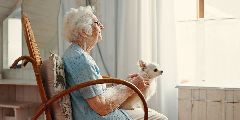 certificat veterinaire accueil animaux ehpad