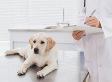 Un vétérinaire  prend des notes lors de l'examen d'un chien - MACSF