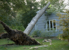 Un arbre déraciné tombé sur une maison - MACSF