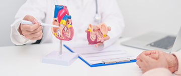 Un médecin montre avec un stylo les différentes parties d'une maquette de coeur humain posée sur le bureau - MACSF