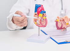 Un médecin montre avec un stylo les différentes parties d'une maquette de coeur humain posée sur le bureau - MACSF