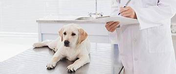 Un nouveau modèle de certificat vétérinaire avant cession d'un animal