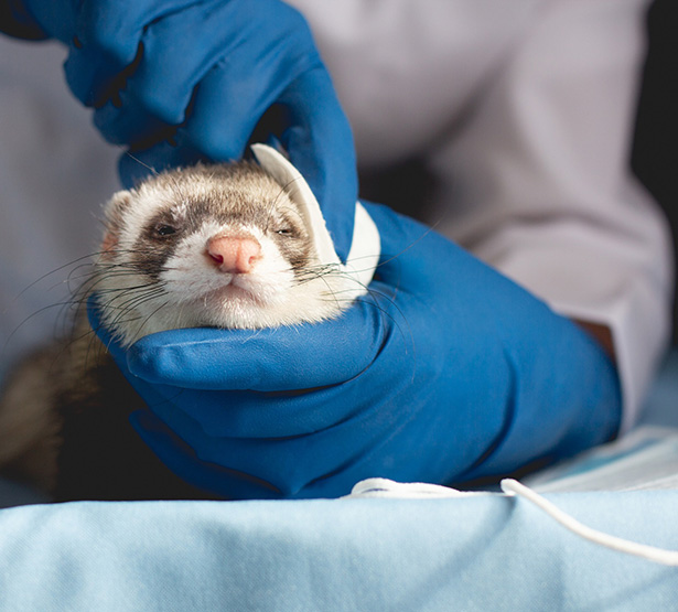 Un vétérinaire nettoie l'oreille d'un furet - MACSF