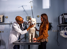 Un vétérinaire examine un chien en présence de sa propriétaire - MACSF
