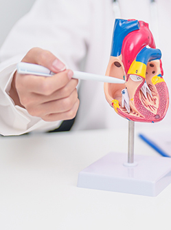 Un médecin montre avec un stylo les différentes parties d'une maquette de coeur humain posée sur le bureau - MACSF