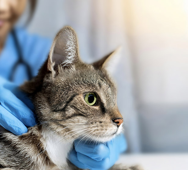 Un chat de profil se fait ausculter par un vétérinaire en arrière plan - MACSF