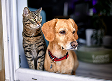 Un chat et un chien regardent par la fenêtre - MACSF