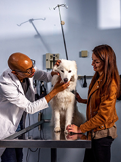Un vétérinaire examine un chien en présence de sa propriétaire - MACSF