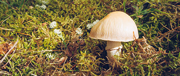 Un champignon dans la forêt | MACSF