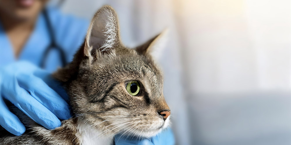 responsabilite-penale-veterinaire