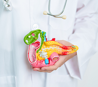 Un médecin tient un modèle anatomique dans la main - MACSF