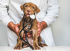Un jeune chiot avec un stéthoscope dans la gueule, tenu par un vétérinaire - MACSF